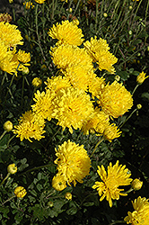Suncatcher Chrysanthemum (Chrysanthemum 'Suncatcher') at A Very Successful Garden Center