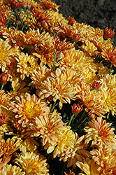 Tiger Tail Chrysanthemum (Chrysanthemum 'Tiger Tail') at A Very Successful Garden Center