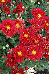 Firestorm Chrysanthemum (Chrysanthemum 'Firestorm') at Stonegate Gardens