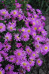 Purple Beauty Aster (Symphyotrichum novae-angliae 'Purple Beauty') at Lakeshore Garden Centres
