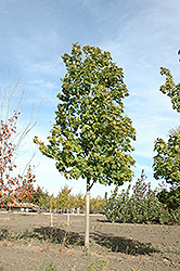 Unity Sugar Maple (Acer saccharum 'Unity') at A Very Successful Garden Center