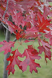 Northern Pin Oak (Quercus ellipsoidalis) at A Very Successful Garden Center