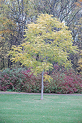 Kentucky Coffeetree (Gymnocladus dioicus) at Lakeshore Garden Centres