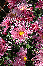 Centerpiece Chrysanthemum (Chrysanthemum 'Centerpiece') at A Very Successful Garden Center