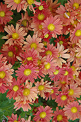 Coral Daisy Chrysanthemum (Chrysanthemum 'Coral Daisy') at A Very Successful Garden Center