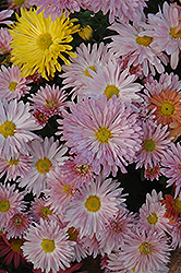 Centerpiece Chrysanthemum (Chrysanthemum 'Centerpiece') at A Very Successful Garden Center