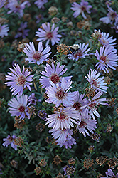 Woods Blue Aster (Symphyotrichum 'Woods Blue') at A Very Successful Garden Center