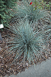Sapphire Blue Oat Grass (Helictotrichon sempervirens 'Sapphire Blue') at Schulte's Greenhouse & Nursery