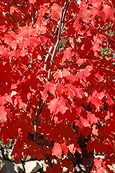 Fall Red Sugar Maple (Acer saccharum 'Fall Red') at A Very Successful Garden Center