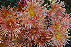 Peach Centerpiece Chrysanthemum (Chrysanthemum 'Peach Centerpiece') at A Very Successful Garden Center
