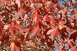 Northfire Red Maple (Acer rubrum 'Olson') at A Very Successful Garden Center