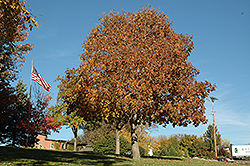 Autumn Splendor Buckeye (Aesculus 'Autumn Splendor') at Lakeshore Garden Centres