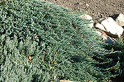 Blue Prince Juniper (Juniperus horizontalis 'Blue Prince') at Stonegate Gardens