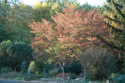 Robin Hill Serviceberry (Amelanchier x grandiflora 'Robin Hill') at Lakeshore Garden Centres