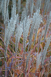 Flame Grass (Miscanthus sinensis 'Purpurascens') at The Mustard Seed