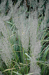Korean Reed Grass (Calamagrostis brachytricha) at The Mustard Seed