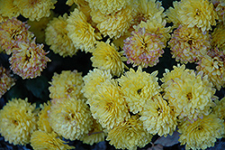 Sesquicentennial Sun Chrysanthemum (Chrysanthemum 'Sesquicentennial Sun') at A Very Successful Garden Center