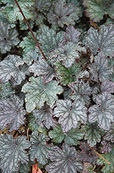 Frosted Violet Coral Bells (Heuchera 'Frosted Violet') at Lakeshore Garden Centres