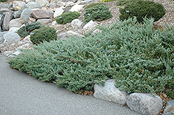 Hughes Juniper (Juniperus horizontalis 'Hughes') at A Very Successful Garden Center