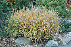 Frost Grass (Spodiopogon sibiricus) at A Very Successful Garden Center