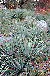 Adam's Needle (Yucca filamentosa) at A Very Successful Garden Center