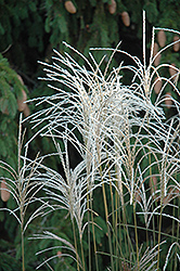 Graziella Maiden Grass (Miscanthus sinensis 'Graziella') at A Very Successful Garden Center