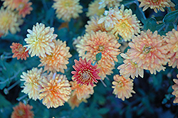Zonta Chrysanthemum (Chrysanthemum 'Zonta') at A Very Successful Garden Center