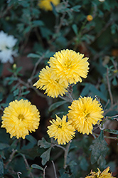 Gold Strike Chrysanthemum (Chrysanthemum 'Gold Strike') at A Very Successful Garden Center