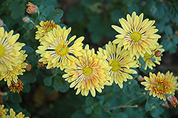 Starlet Chrysanthemum (Chrysanthemum 'Starlet') at Lakeshore Garden Centres