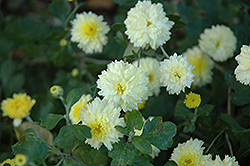 Lemonsota Chrysanthemum (Chrysanthemum 'Lemonsota') at A Very Successful Garden Center
