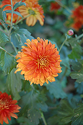Autumn Fire Chrysanthemum (Chrysanthemum 'Autumn Fire') at A Very Successful Garden Center