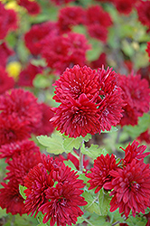 Ruby Mound Chrysanthemum (Chrysanthemum 'Ruby Mound') at A Very Successful Garden Center