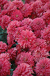 Minnruby Chrysanthemum (Chrysanthemum 'Minnruby') at Stonegate Gardens