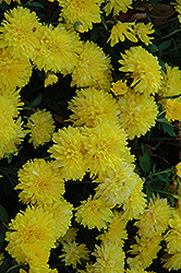 Sunny Morning Chrysanthemum (Chrysanthemum 'Sunny Morning') at Stonegate Gardens
