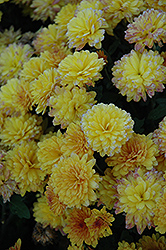 Cajun Spice Chrysanthemum (Chrysanthemum 'Cajun Spice') at A Very Successful Garden Center