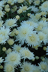 Bristol White Chrysanthemum (Chrysanthemum 'Bristol White') at A Very Successful Garden Center