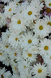 White Daisy Chrysanthemum (Chrysanthemum 'White Daisy') at Stonegate Gardens