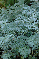 Lambrook Silver Artemisia (Artemisia absinthium 'Lambrook Silver') at A Very Successful Garden Center
