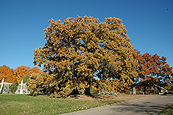 Bur Oak (Quercus macrocarpa) at A Very Successful Garden Center
