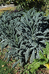 Dinosaur Kale (Brassica oleracea var. sabellica 'Lacinato') at A Very Successful Garden Center