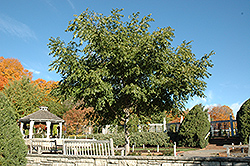 His Majesty Cork Tree (Phellodendron 'His Majesty') at Lakeshore Garden Centres