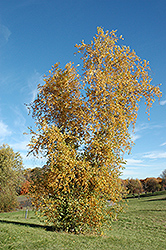 Gray Birch (Betula populifolia) at Lakeshore Garden Centres