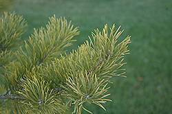 Scotch Pine (Pinus sylvestris) at The Mustard Seed