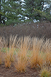 Strohlenquelle Moor Grass (Molinia caerulea 'Strohlenquelle') at A Very Successful Garden Center