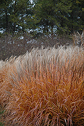 Mt. Washintgon Maiden Grass (Miscanthus sinensis 'Mt. Washintgon') at A Very Successful Garden Center