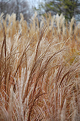 Silberspinne Maiden Grass (Miscanthus sinensis 'Silberspinne') at Stonegate Gardens