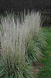 Avalanche Reed Grass (Calamagrostis x acutiflora 'Avalanche') at Stonegate Gardens