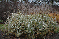 Silver Arrow Maiden Grass (Miscanthus sinensis 'Silver Arrow') at A Very Successful Garden Center