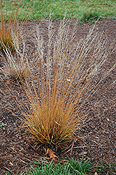 Moorflame Moor Grass (Molinia caerulea 'Moorflame') at A Very Successful Garden Center
