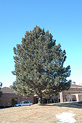 Red Pine (Pinus resinosa) at A Very Successful Garden Center
